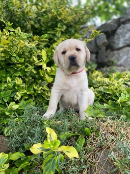 Labradorský retrívr s PP - 3