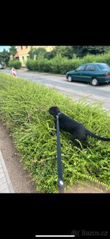 Daruji 7 měsíční štěně labradora - 3