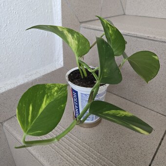 Epipremnum aureum, sadička - 3