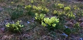 prvosenka (petrklíč) - 3