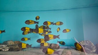 Tropheus Ikola F1 - 3