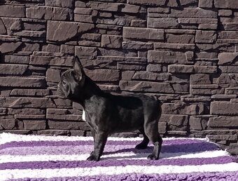 French bulldog/ francouzsky buldoček s PP - 3