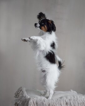 Papillon s rodokmeňom - 3
