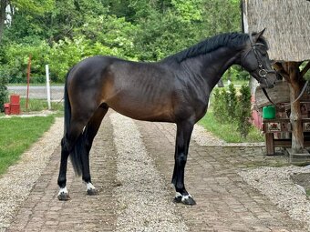 Jumping Horse Forsale - 3