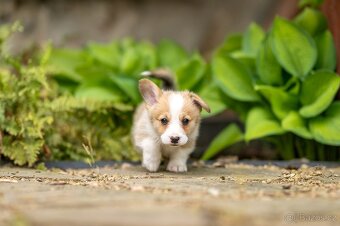 Welsh corgi Pembroke s PP - 3