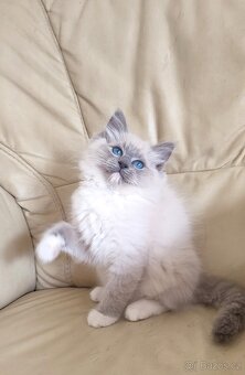 Ragdoll koťátka blue bez PP - 3