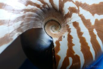 Nautilus macromphalus - 3