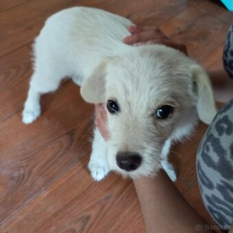 Jack Russel X Foxteriér - 3