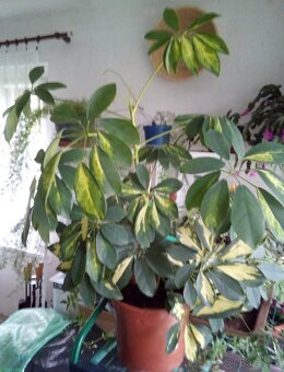 Schefflera Arboricola - 3