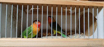 Agapornis fisheri - 3