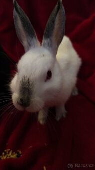 Zakrslý králík - 3