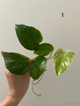 řízek rostliny: Golden Pothos Epipremnum aureum - 3