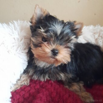 Jorkšírský teriér - 3