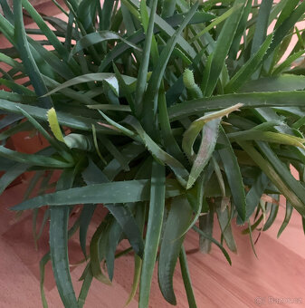 Aloe vera - 3