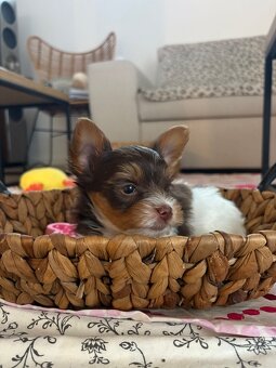 Biewer teriér s PP - 3