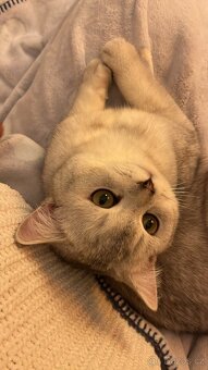 British short hair cat - 3