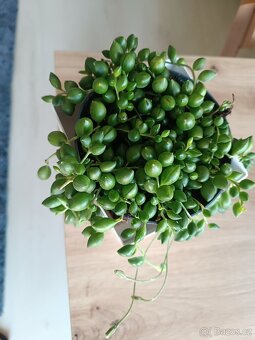 Senecio - 3