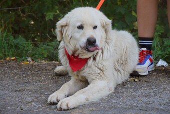 Coraz hledá domov - 3