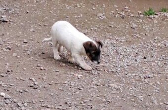 Jack Russell terier - 3