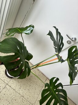 Velká monstera - 3