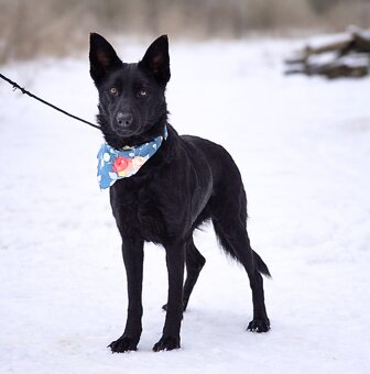 Serena hledá domov - 3