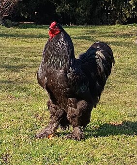 Brahmánka Velká - 3