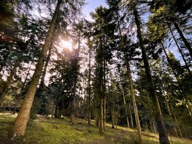 Lesní pozemek 1581m2, kú Tichov, 100% podíl - 3