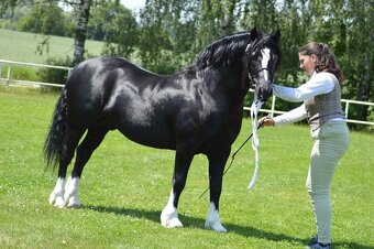 Welsh pony of cob type- připouštění - 3