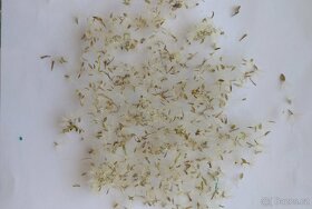 Hvězdnice chlumní-Aster amellus 2000 semen 50 Kč - 3