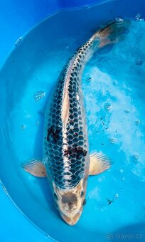 Koi kapr 45cm - 3