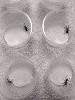 Sklípkan Aphonopelma seemanni - 3