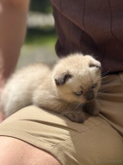 Scottish Fold - 3