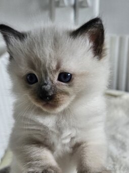 Ragdoll - 3