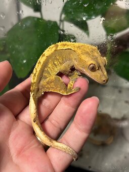 Pagekon řasnatý - 3