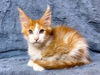 Mainská mývalí - kocourek (PP) - 3