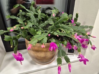 Vánoční kaktusy (2x) - 3