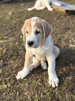 Štěňátka středoasijského pasteveckého psa - 3