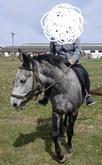 Prodám kobylu - 3