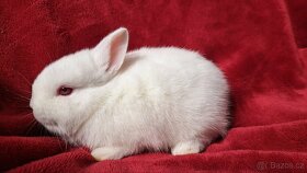Zakrslý králík, králíček - 3