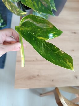 Epipremnum pinnatum Cintho Goldfinger

 - 3