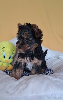 Jorkširský Terrier - 3
