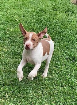 Pitbull s pp - 3