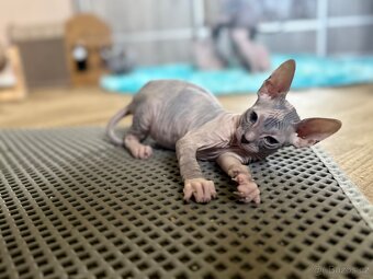 Don Sphynx - 3