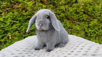 Zakrslý beránek, králíček, králík - PAUL - 3