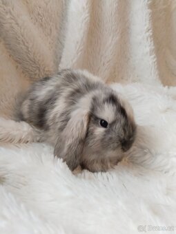 Vymazlení zakrslý králíčci - beránek, teddy, rex, minilop - 3