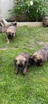 Leonberger štěňata - 3