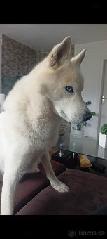 Sibiřský husky ke krytí - 3