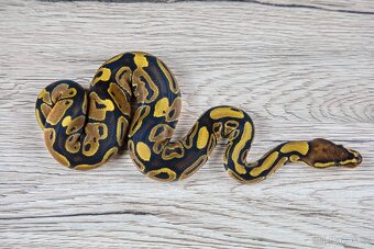 Krajta královská Normal Het Genetic Stripe (Plzeň) - 3