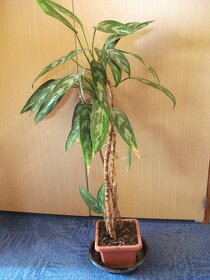 Větší květiny venkovní i pokojové - 3