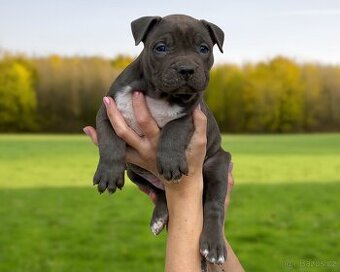 American Bully XL - Exkluzivní spojení šampionů - 3